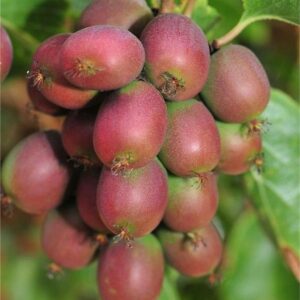 Hard Kivi Fidanı- 5 adet Dişi+1 adet Erkek