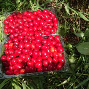 Taze Kızılcık  Meyvesi Satışı