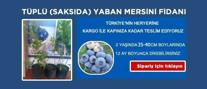 Yaban Mersini Fidanı